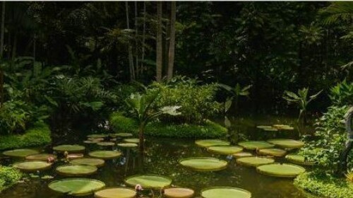 Fundamentals on REDD+