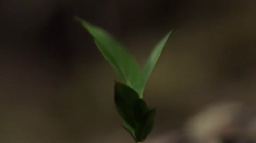 One Health in Practice