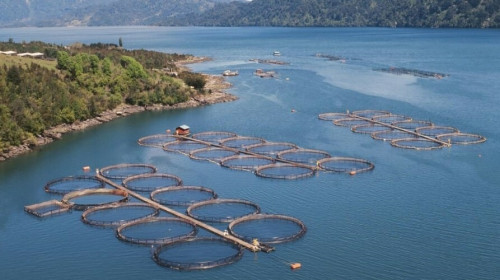 SDG Cases - Rabobank and WWF (A)