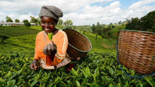 SDG Indicator 2.4.1 - Sustainable Agriculture